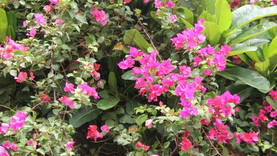 A plant with colourful flowers at Hotel Clarks Amer