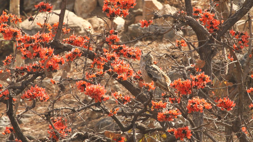 Erythrina coralloides tree with boulders in the background - Chunda Shikar Oudi, Udaipur