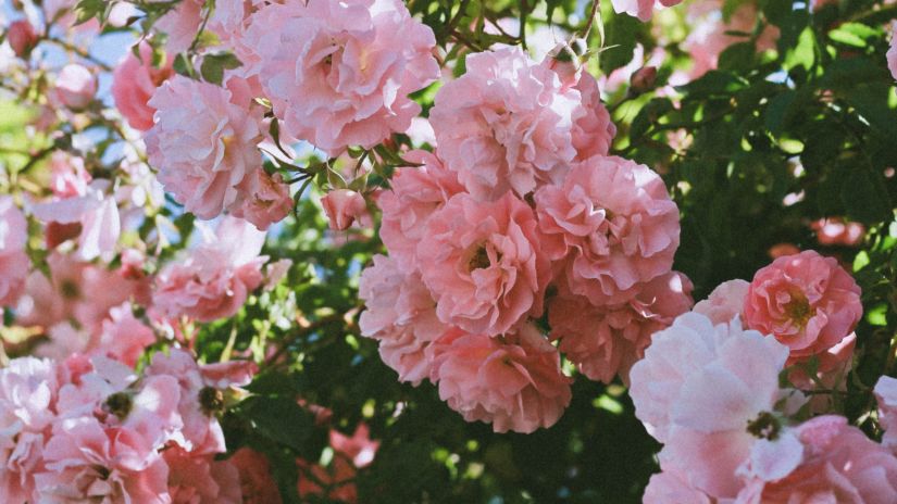 Roses in Rose Garden in Ooty