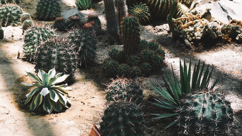 collection of cactus