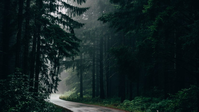 winding road lined with trees