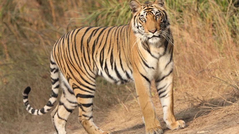 a tiger standing in the middle of a road