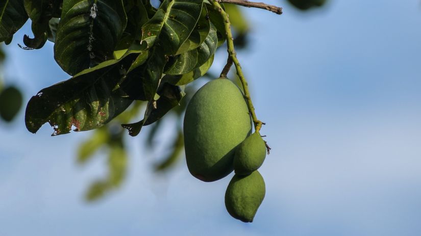 mangoes hanging from a tree