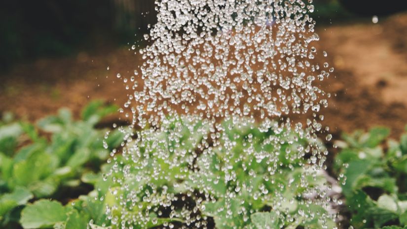 Watering plants