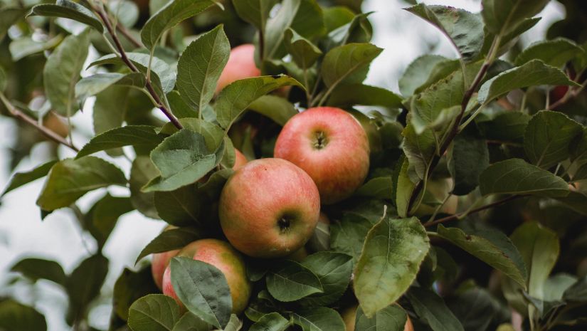 Apples tree filled with applies in an orchard