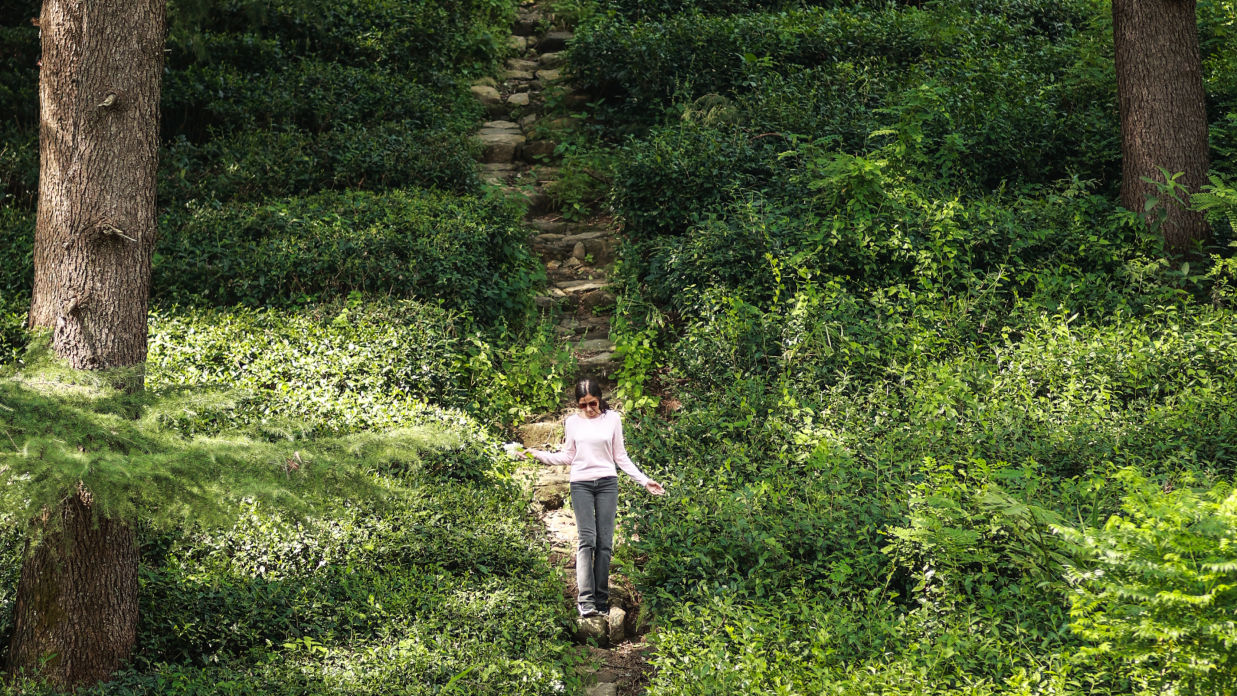 a beautiful tea garden surrounded by tall trees and a woman posing for a picture near Lamrin Norwood Green Palampur