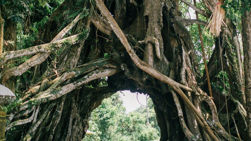 image of a tree with its roots exposed in the open air which is used to make living roots bridge