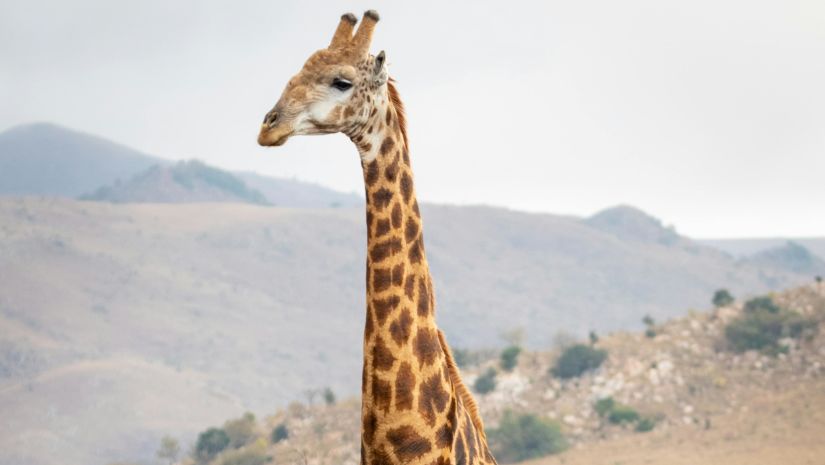 A giraffe standing amist lush green forest - at Gir 