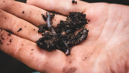 an image of a human palm holding earthworm wrapped in soil that is used for vermicomposting