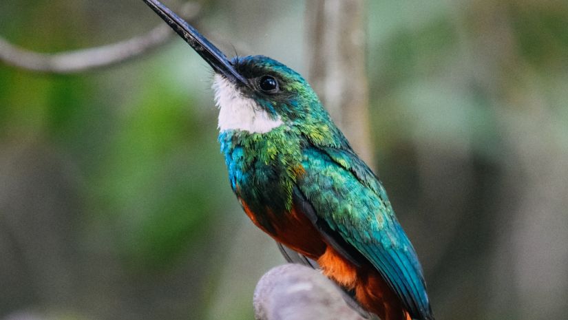 Bird in Forest