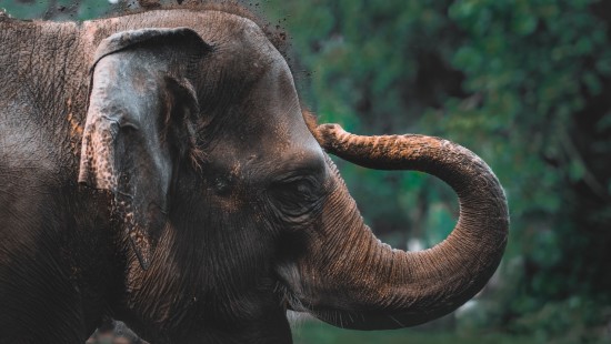 an elephant playing with mud