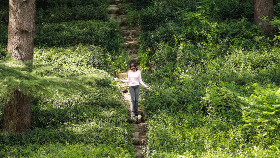 a beautiful tea garden surrounded by tall trees and a woman posing for a picture near Lamrin Norwood Green Palampur