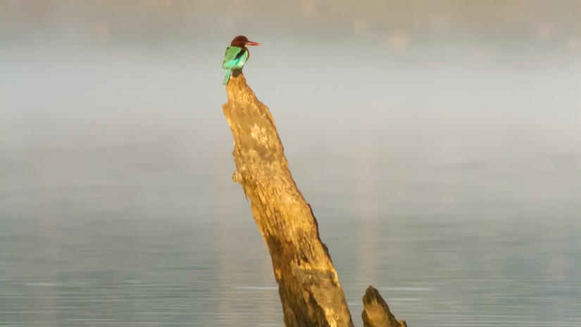 a bird sitting on a wooden log in middle of a water body