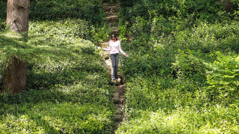 a beautiful tea garden surrounded by tall trees and a woman posing for a picture near Lamrin Norwood Green Palampur