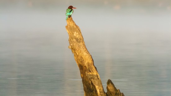 animal sighting during jungle safari at kabini 3