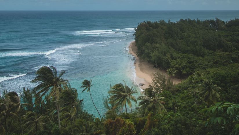 A stunning beach with a cluster of palm trees