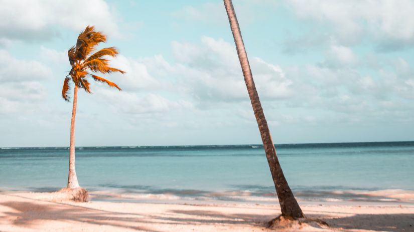 palm trees at beach