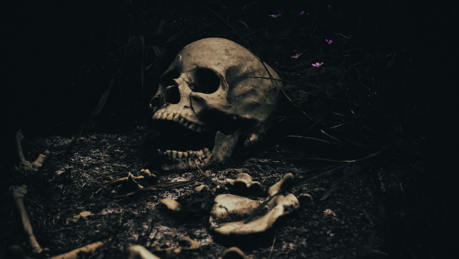 a human skull with bones of the rest of the body in black background