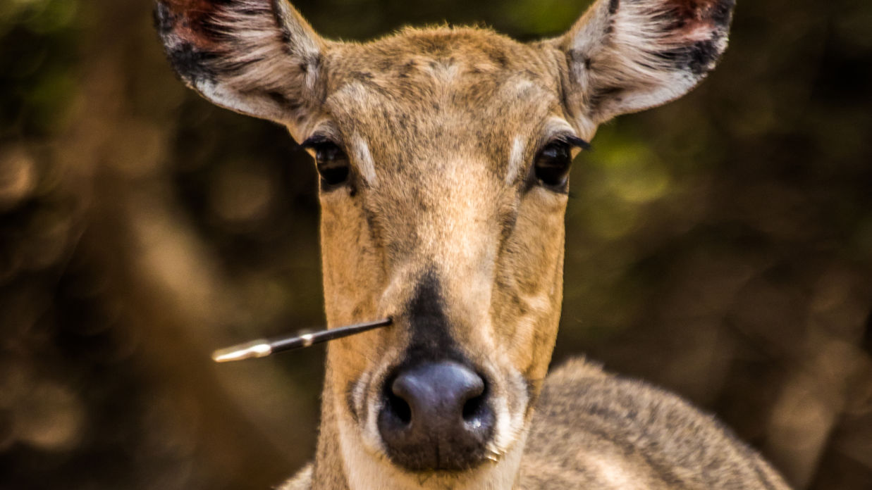  Nilgai with a porcupine quill