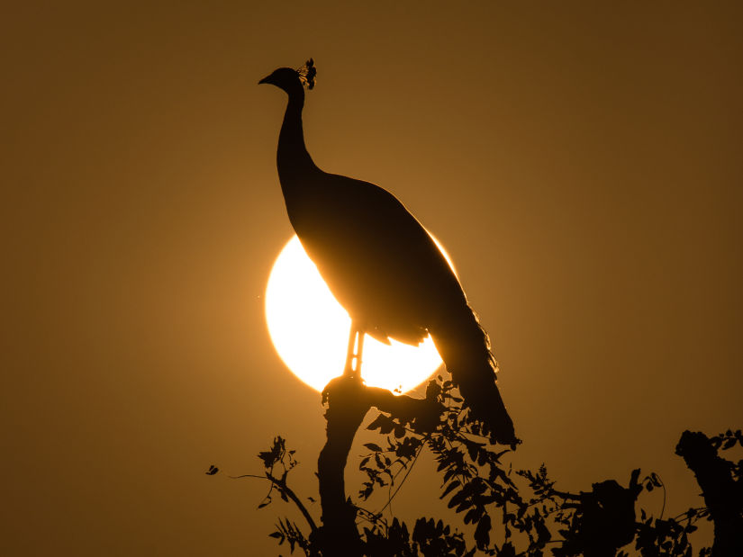 A Peacock in Front of a Setting Sun