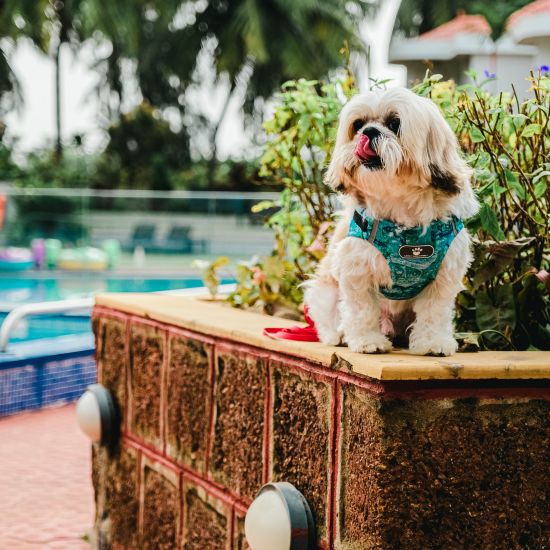 a dog posing at heritage village resort and spa