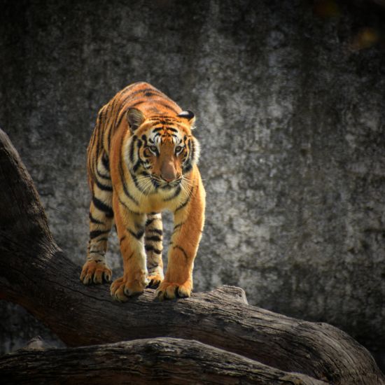 A tiger standing on a log