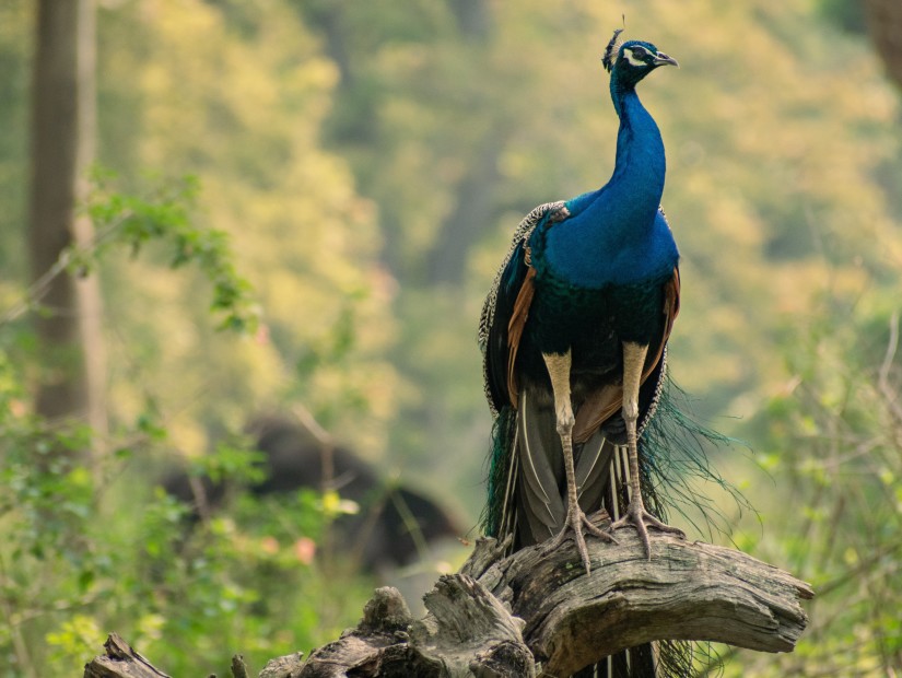 Beautiful peacock sitting on a branch of the tree