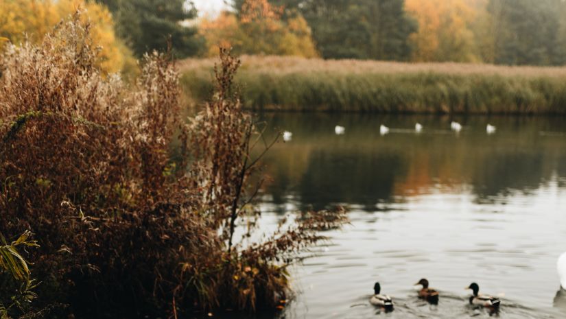 a dove swimming in lake with trees in the background