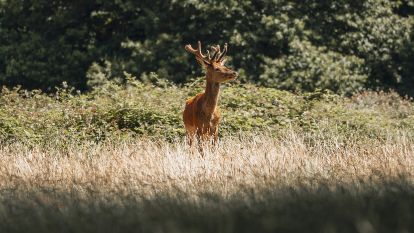 beautiful deer spotted in Kabini