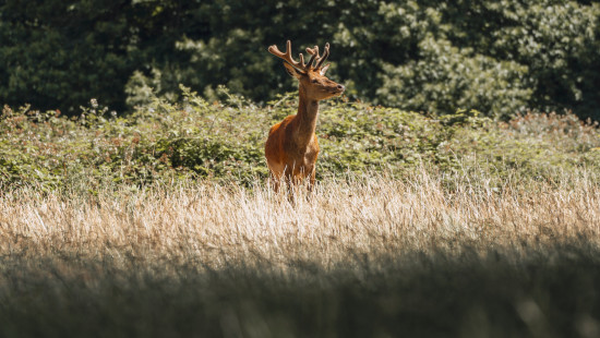 beautiful deer spotted in Kabini