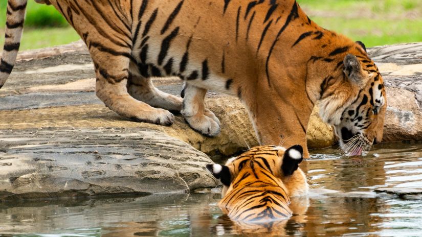 two tigers at a watering hole in sariska tiger reserve