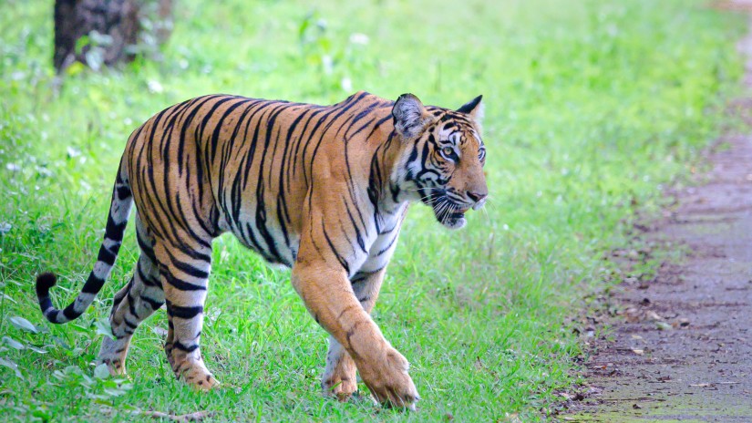 a tiger in a sanctuary