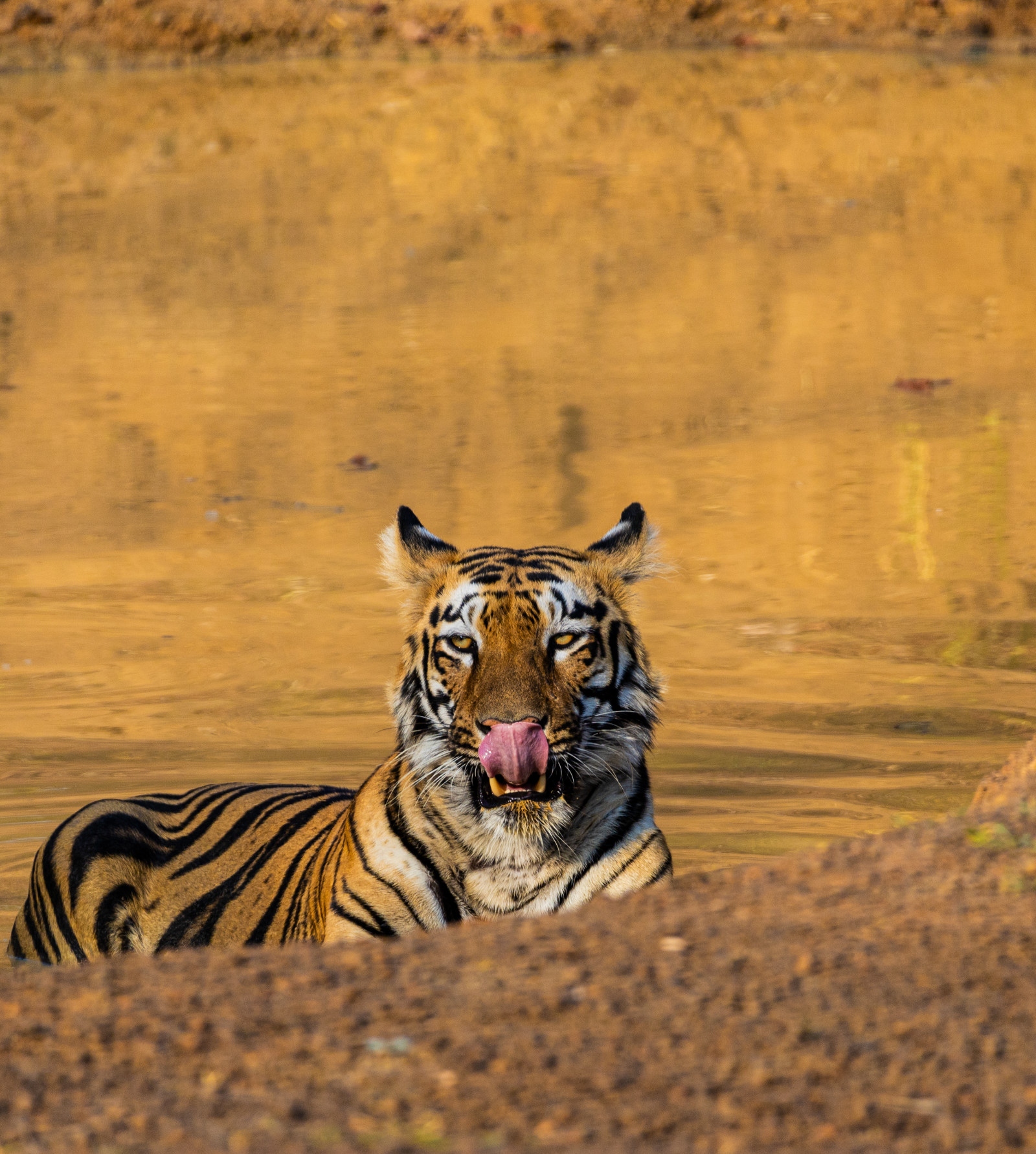 a bengal tiger sitting and looking at the camera with the grass in the background - Trees N Tigers, Tadoba