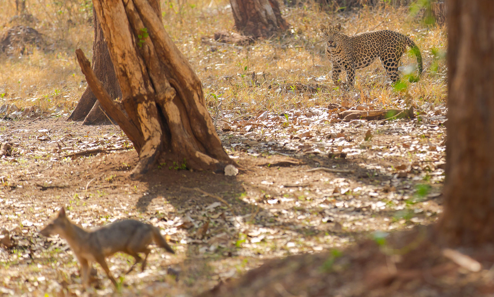 Leopard Jackal Nagarahole-7643