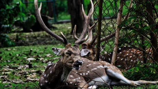 deer in Bandipur National Park