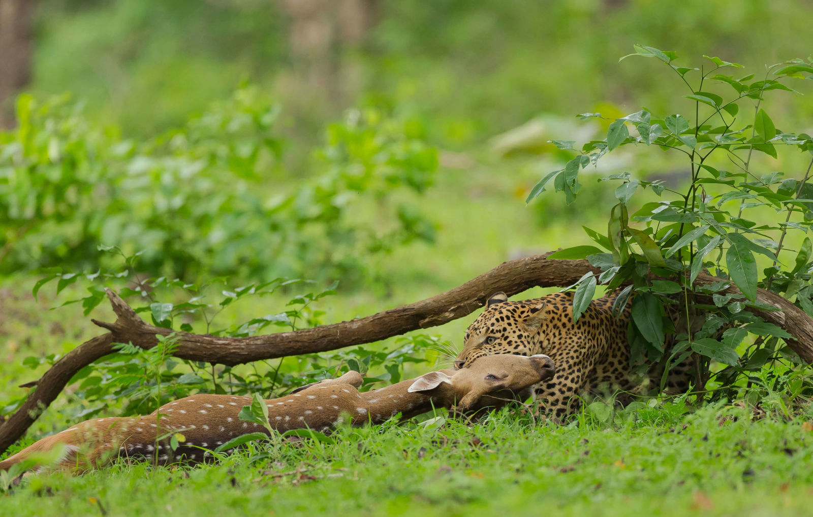 Leopard Chital Hunt-1077 2