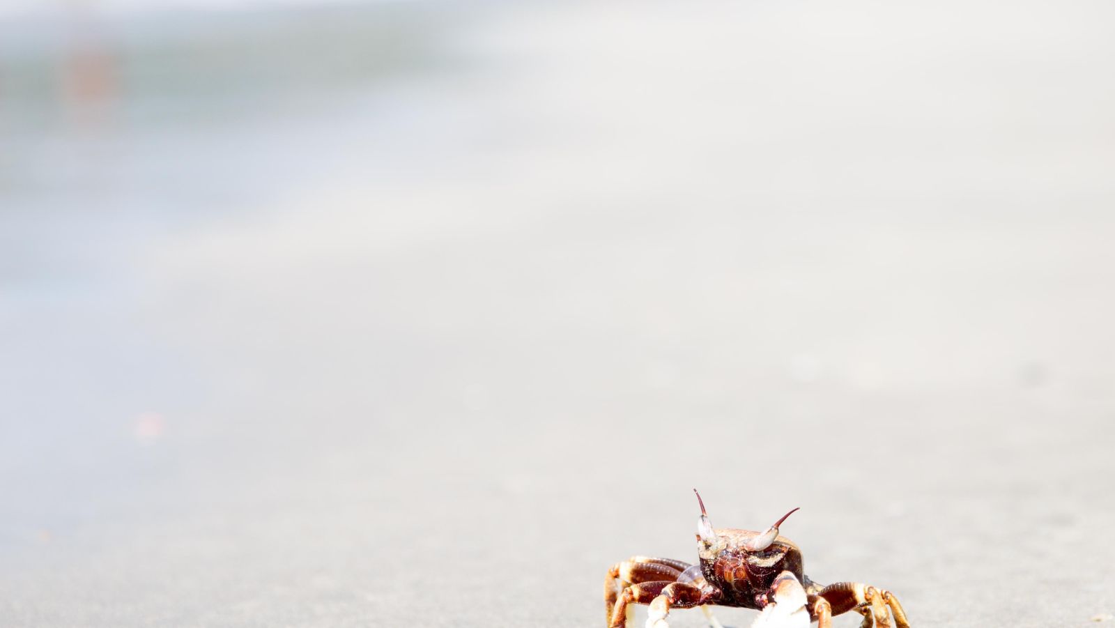 a solitary olive ridley crab walking on the beach at morjim beach