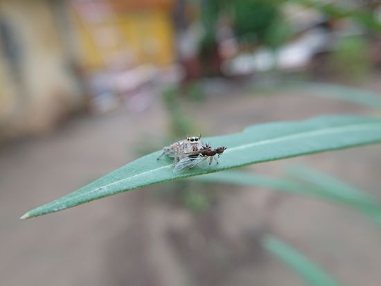 Aramness - A spider devouring an ant on a leaf during daytime