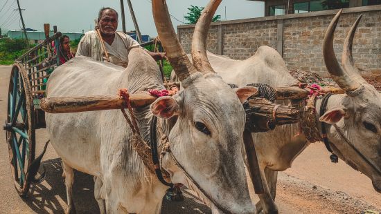 a person sitting in a bullock cart with two bulls moving the cart - Chunda Shikar Oudi