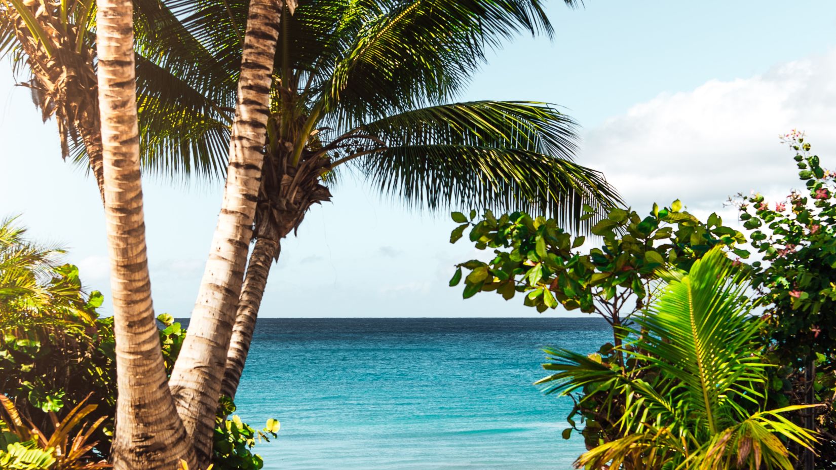 Palm trees on a beach with the sea visible through them