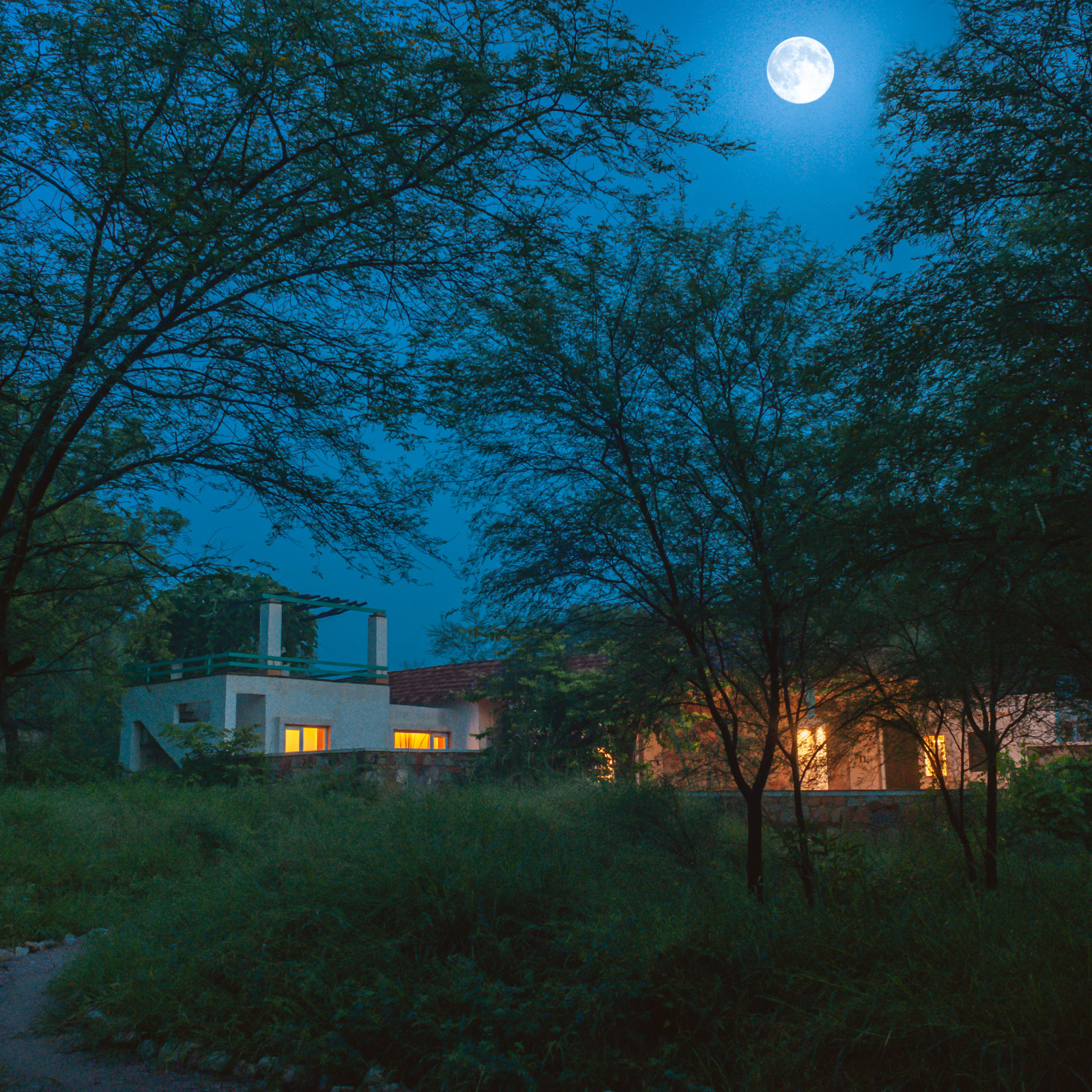 NIght Sky images of the Facade, Trees N Tigers, Sariska