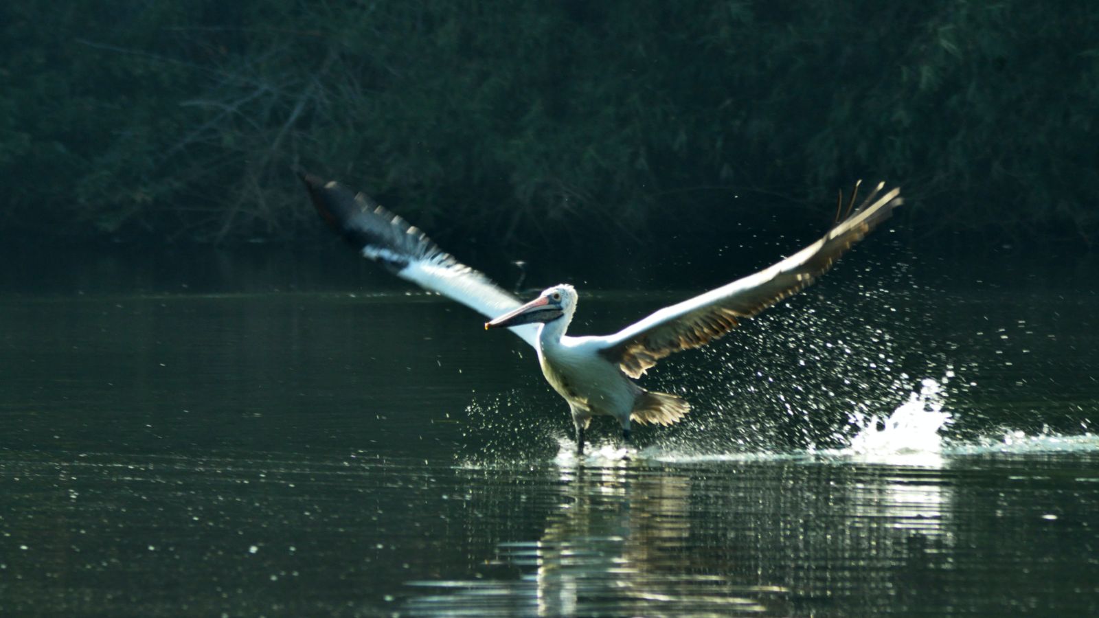 A stork lands on a lake after flying - Kumarakom kayaking