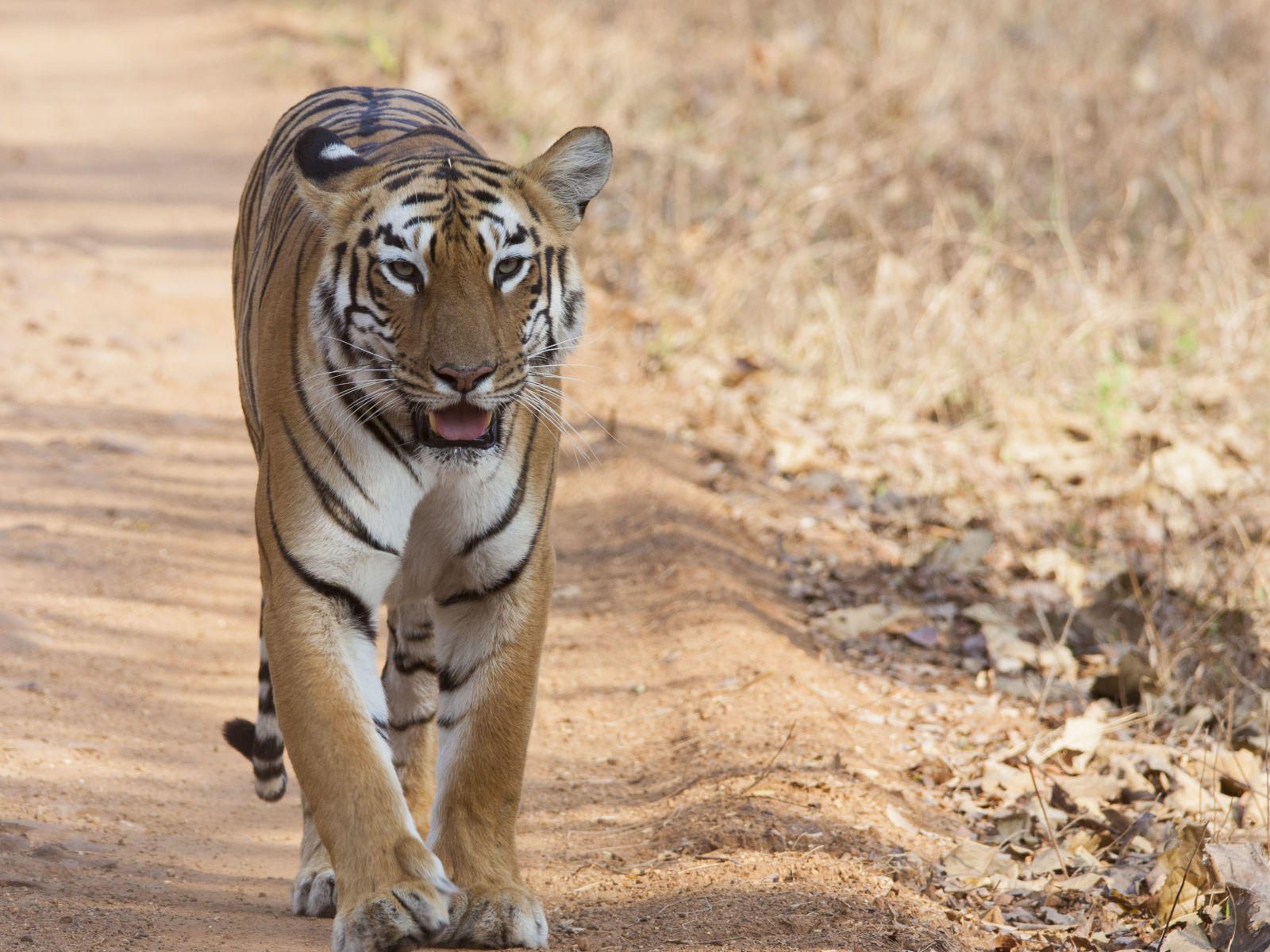  Kalakkad Wildlife sanctuary