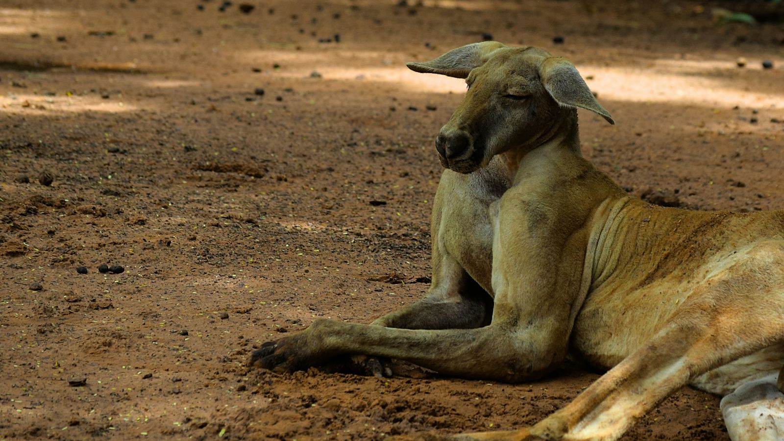 a kangaroo sitting on the ground and looking in to the distance