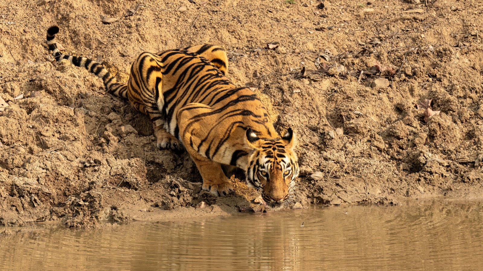 a bengal tiger drinking water from a waterbody in Tadoba - Trees N Tigers, Tadoba