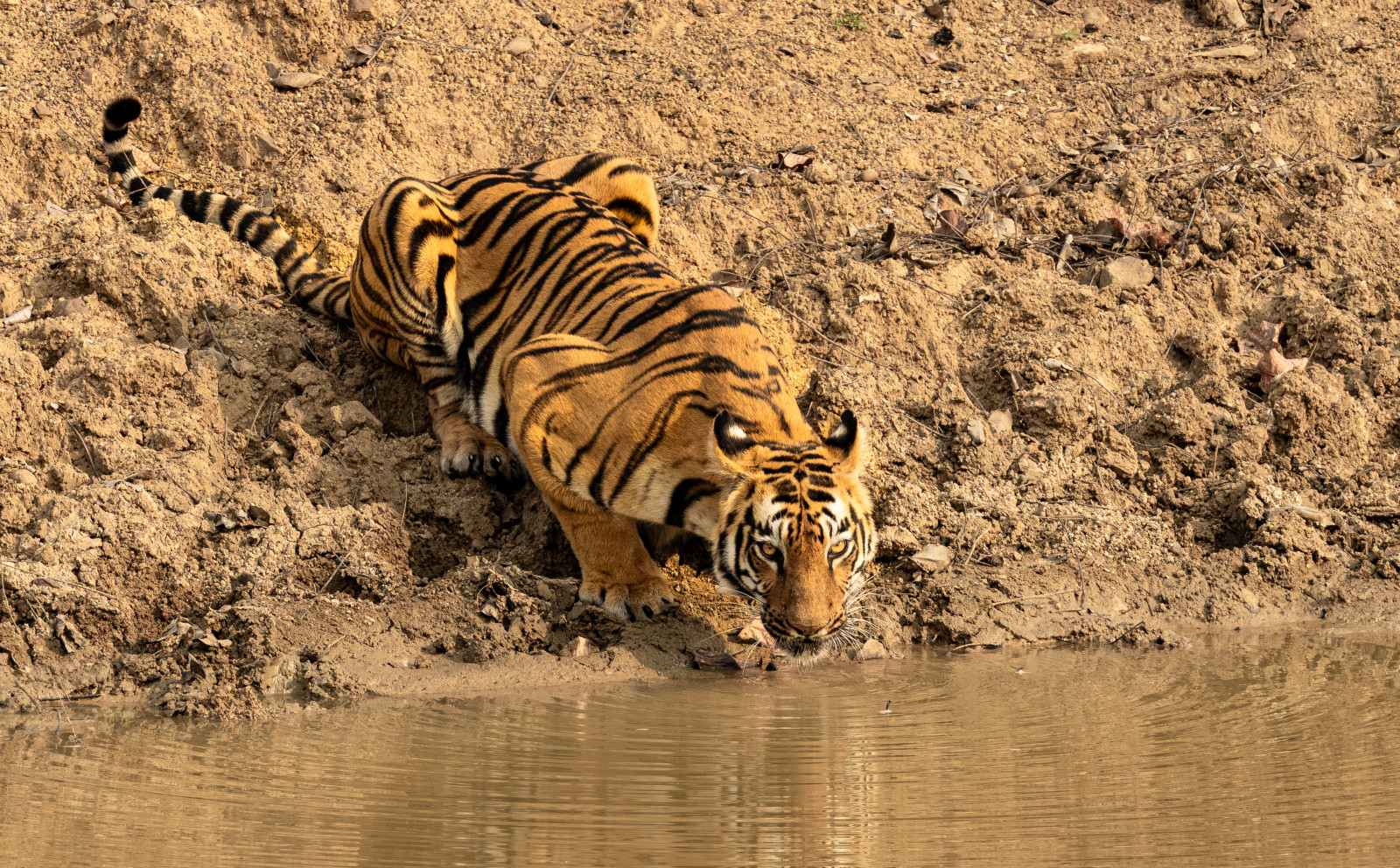 a bengal tiger drinking water from a waterbody in Tadoba - Trees N Tigers, Tadoba
