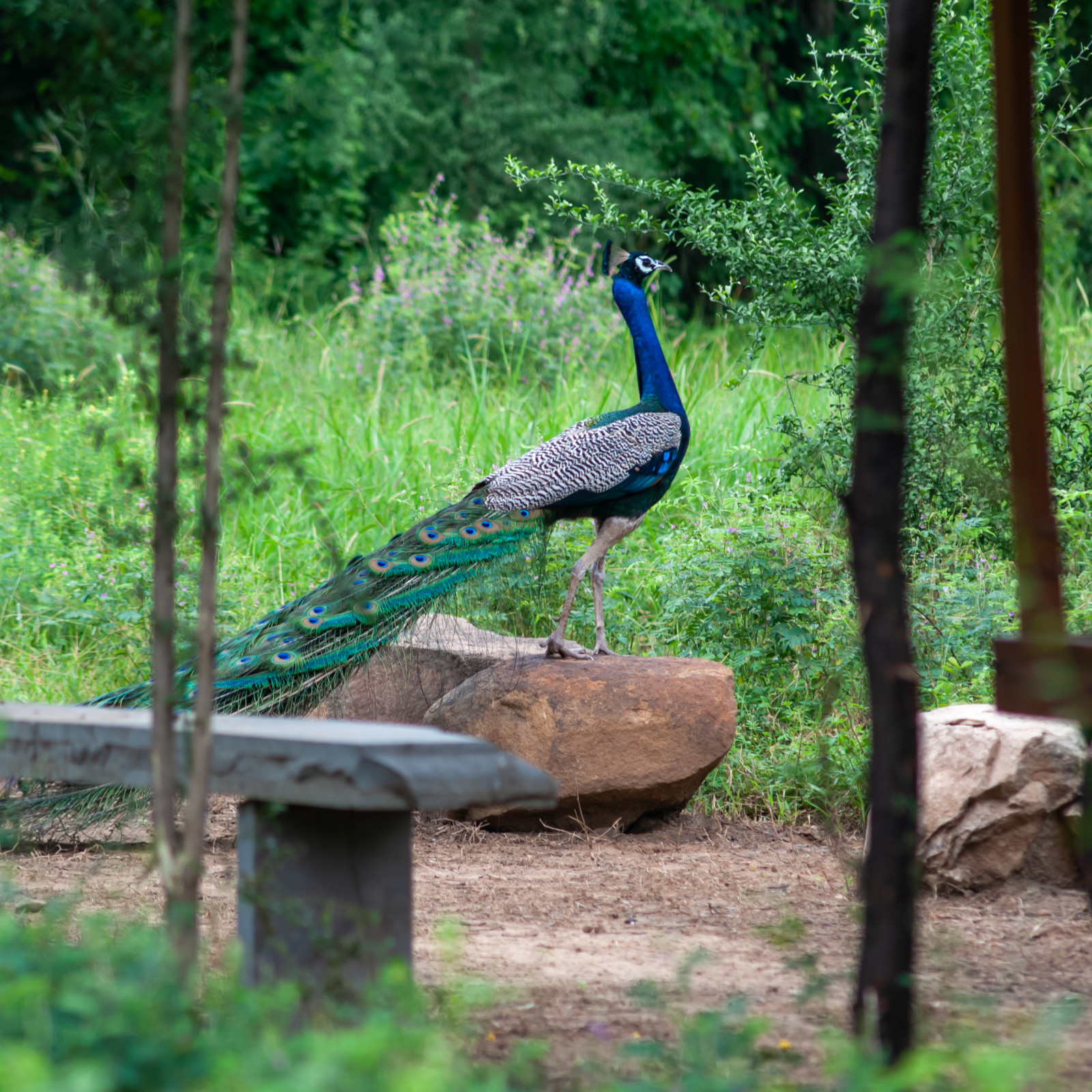 Cozy corners at Trees N Tigers, Sariska