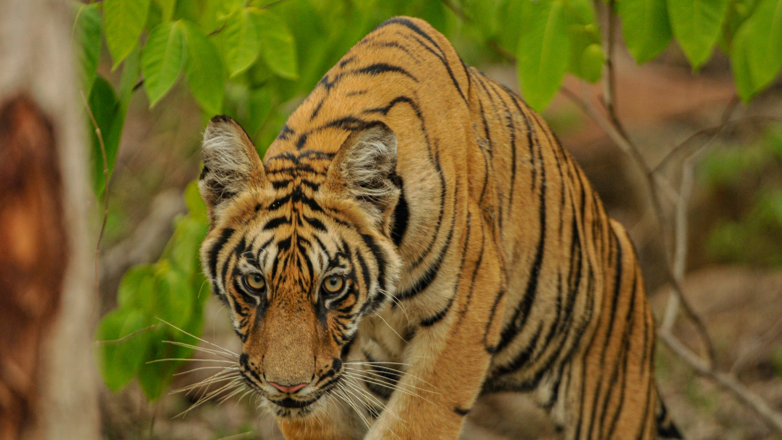 a close up shot of a tiger walking inside Tadoba - Trees N Tigers, Tadoba