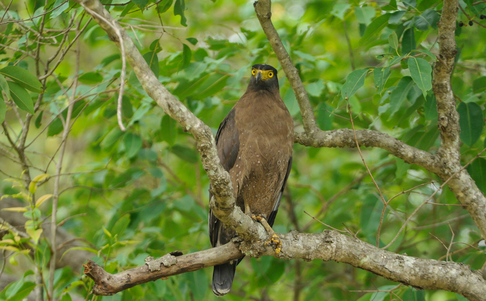 a solitary bird sitting on a branch of a tree in Tadoba National Park - Trees N Tigers Tadoba