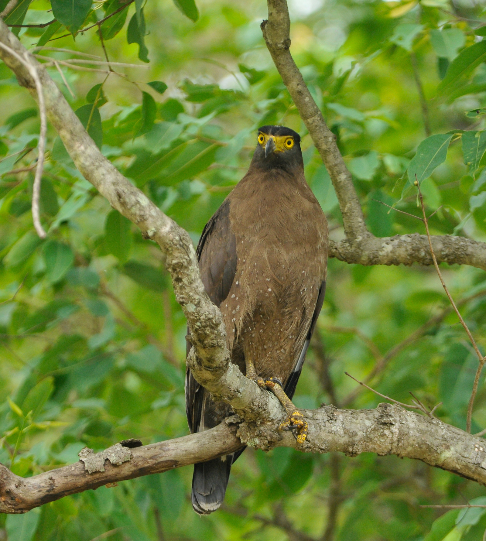 a solitary bird sitting on a branch of a tree in Tadoba National Park - Trees N Tigers Tadoba